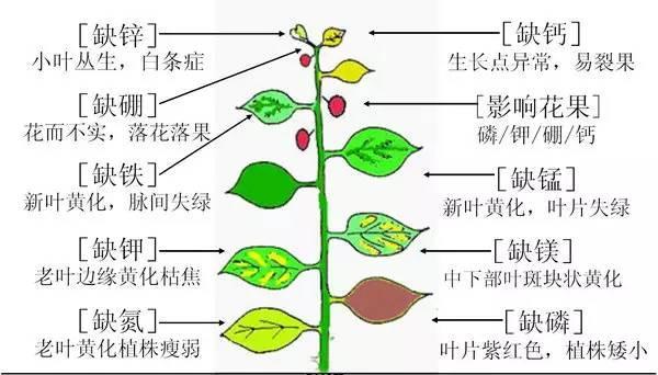 大蒜种植需谨慎（深入解析大蒜的忌氯特性）