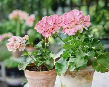 芒果树喜阳还是喜阴？（探究芒果树生长的阳光需求量）