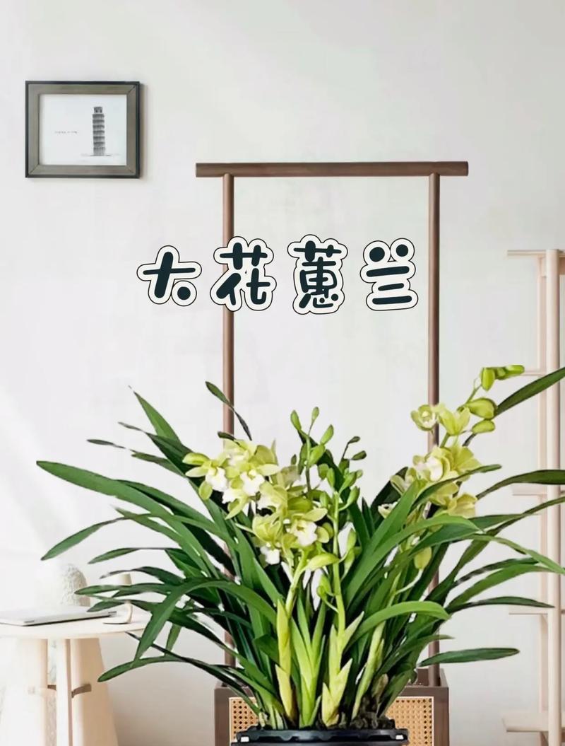 大花蕙兰的花期及特点