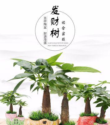 如何水培发财树？（水培发财树养殖方法及注意事项）