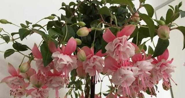 家居好养花卉推荐（让你家变成花园的15种好养植物）