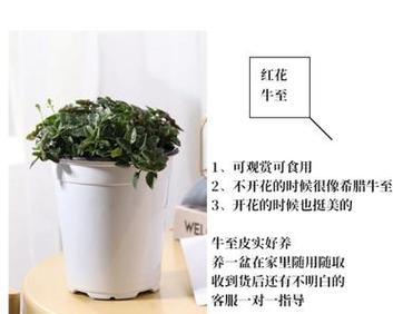 牛至的生长周期与特点（解析牛至为一年生植物的原因及其生长特点）