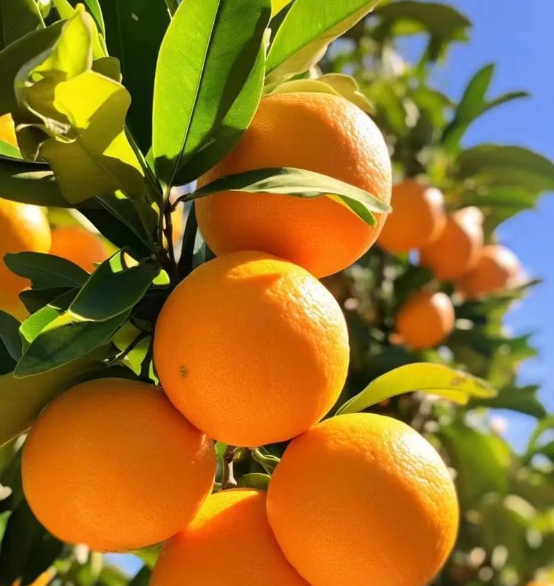 橙子开花时间解析（一年四季，什么时候是橙子开花最佳时机？）
