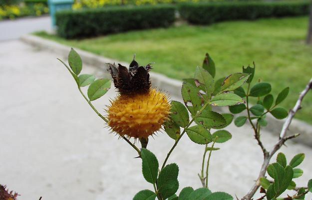 刺梨生长环境的探究（哪些地方适合种植刺梨？）