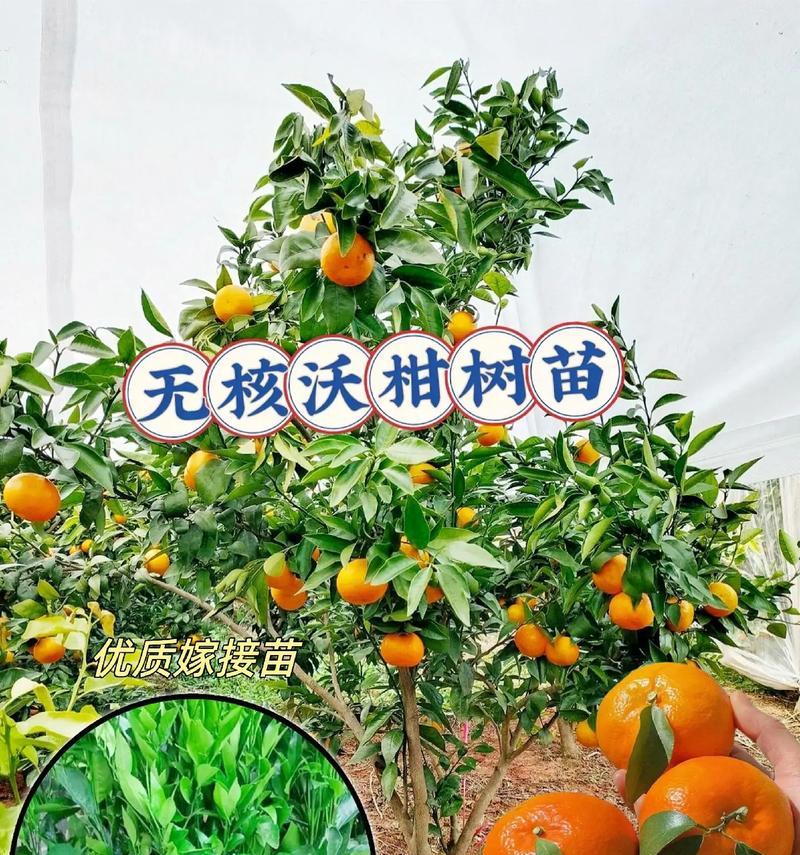 沃柑的功效与作用（探索沃柑的丰富营养价值，呵护健康生活）