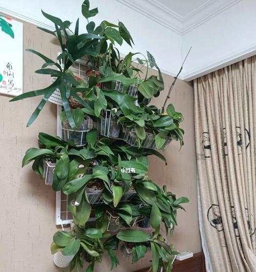 如何让蝴蝶兰安全越冬？（蝴蝶兰越冬的关键诀窍和注意事项）