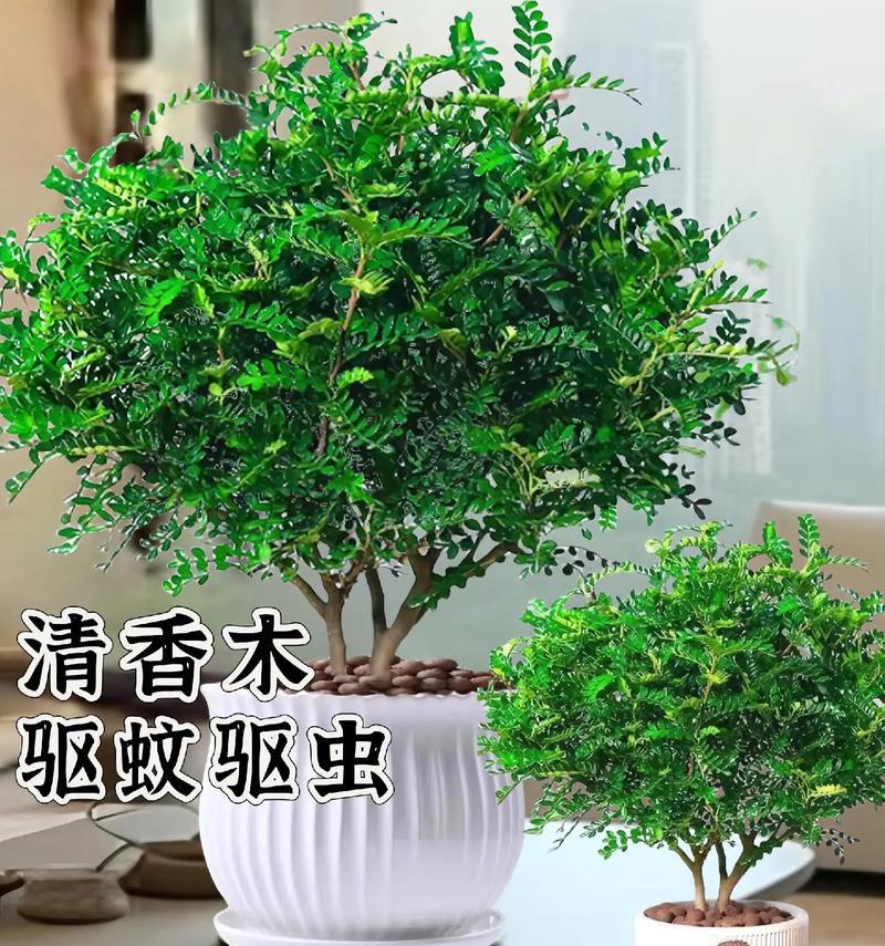清香木掉叶原因及保护方法（冬天为什么会掉叶？如何保护清香木？）