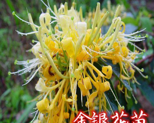 金银花老桩不发芽的处理方法（如何让老桩金银花发芽？）
