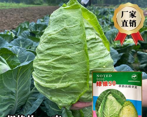 甘蓝菜能否生食？（探究甘蓝菜的生食安全问题）