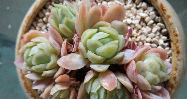 麦饭石（探究麦饭石作为兰花种植基质的优势和注意事项）