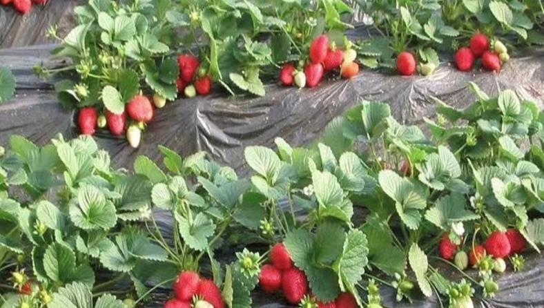 酒瓶兰喜阳还是喜阴？剖析最佳栽培方式（阳光、湿度、营养，掌握关键，打造美丽酒瓶兰）