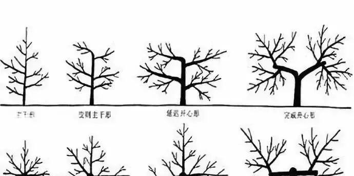 绿宝修剪完全攻略（手把手教你如何修剪绿宝——绿宝修剪技巧）
