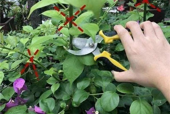 绿宝树剪枝时间的选择（合理剪枝让绿宝树更美好）