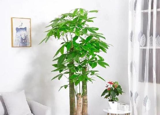 发财树的冬季防寒保暖法（冬天来临，如何为发财树打造舒适的“温室”？）