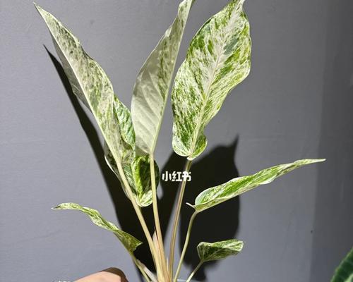 花烛适合在室内养吗？（了解花烛的生长环境和特点）