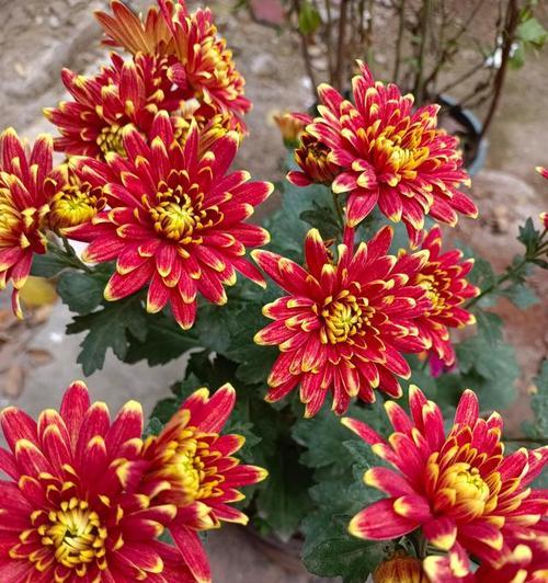 菊花养护全攻略（如何让你的菊花长得更加茂盛？）