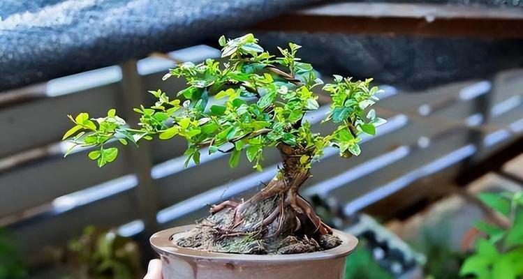 雀梅会开花吗？探秘开花周期（种植技巧、生长环境、养护方法，让雀梅美丽绽放）
