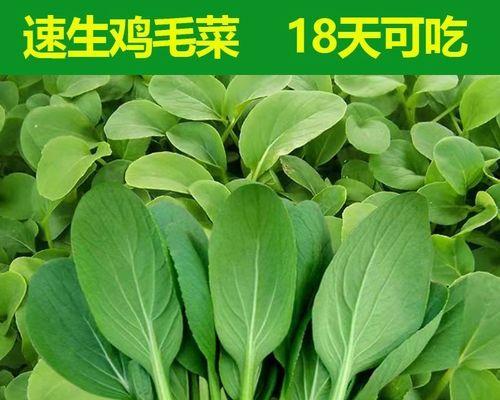 如何成功保存和种植鸡毛菜的种子？（掌握这些技巧，让你轻松留种）