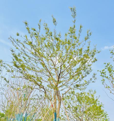 “冬天掉叶的朴树，叶子会掉光吗？”（探究朴树在冬季掉叶现象的原因及影响）