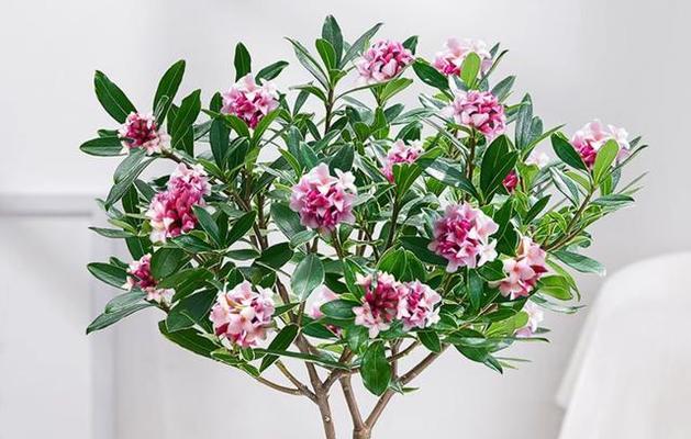 金边瑞香的养护秘籍（用什么土才能养好金边瑞香？）