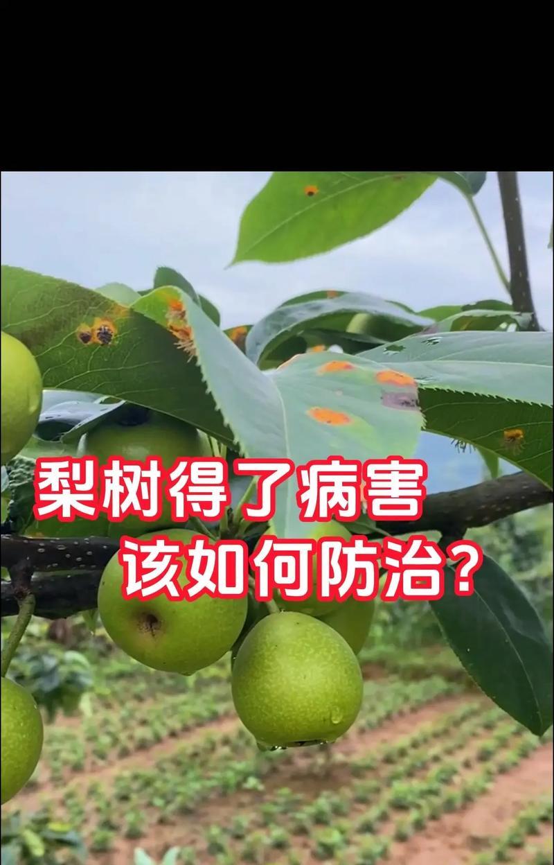 探秘梨树的花期（了解梨树花期，提前做好护花措施）