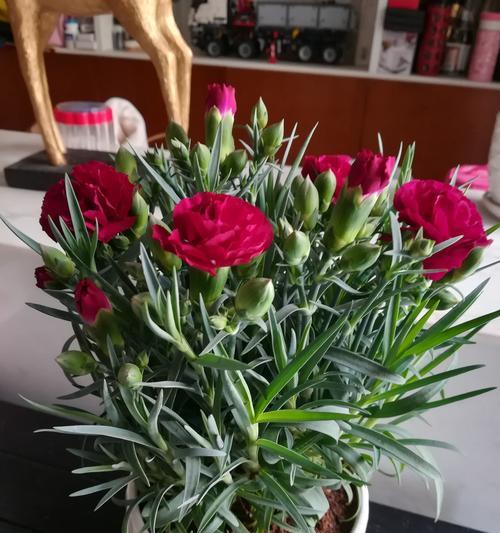 康乃馨的种植与养护（从种植到赏花，这些技巧你都需要知道！）