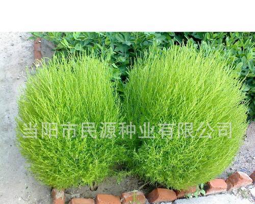 认识神奇的地肤子种子（探秘地肤子的奥秘，了解其丰富的营养价值）