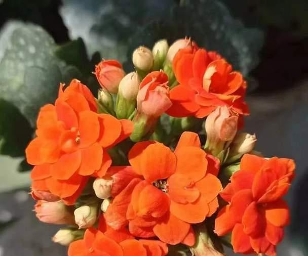 如何让长寿花安然度过寒冬（长寿花的冬季养护之道）