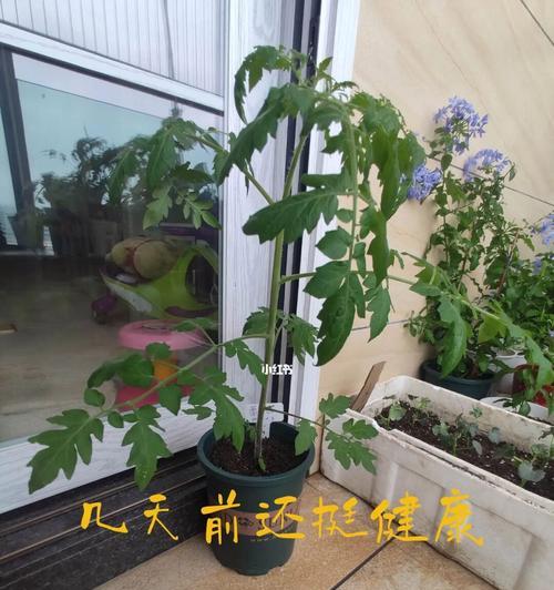 番茄叶子发蔫的原因及解决方法（如何避免番茄叶子发蔫，保持健康生长？）