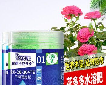 花多多1号（让你的多肉植物健康成长，这些你需要了解！）