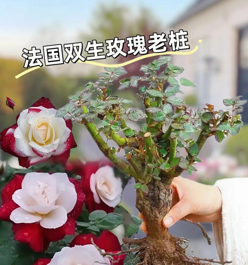 选择正确的玫瑰花盆栽盆大小（如何选择适合的花盆大小及盆的尺寸是多少？）
