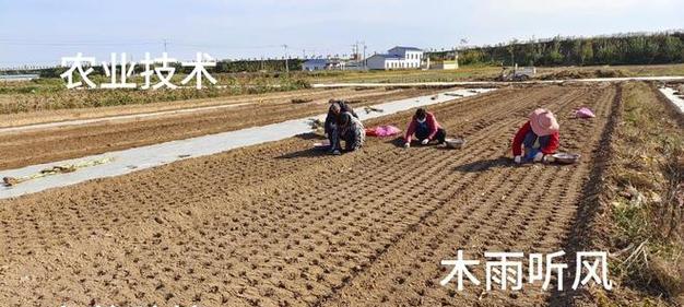 如何种植大蒜种子（详细教你如何选种、浸种、育苗和移栽）