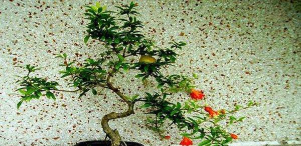 石榴盆景多年结果实（探究石榴盆景的成长之路）