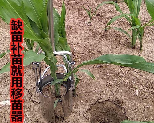 玉米苗移栽技巧（教你轻松成功的方法）