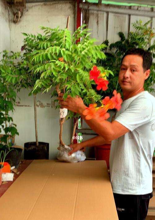如何在家盆栽凌霄花？（从准备到护理，一步步教你成功种植）