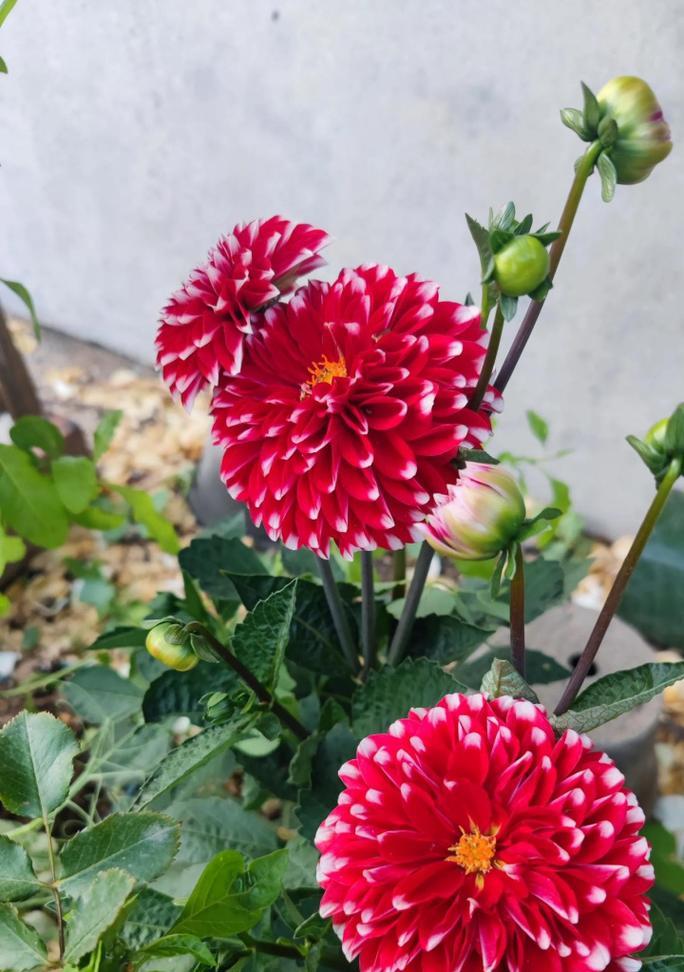 大丽花播种时间与技巧（打造美丽花园的必备技能）