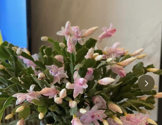 蟹爪兰会结果实吗？（探究蟹爪兰是否真的能够开花结果）