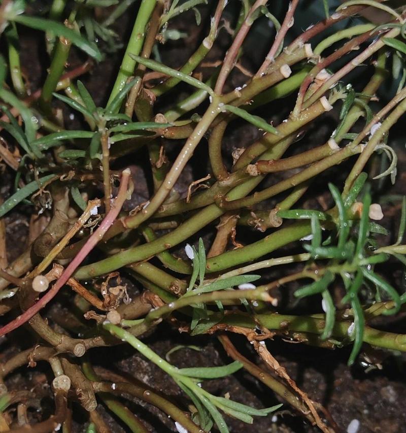 不喜欢太阳的花卉（了解这些植物，打造遮阳花园）