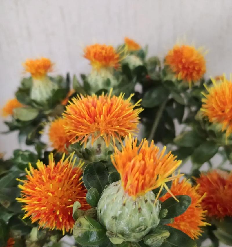 菠萝的开花结果时间（探究菠萝的生长规律与开花结果）