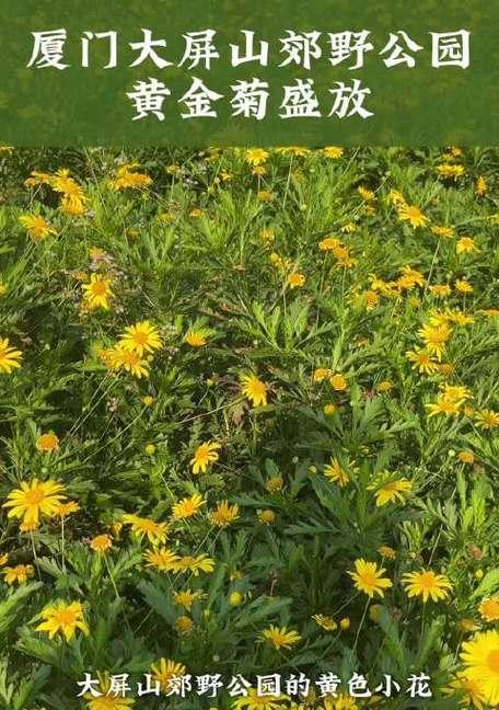 黄金菊的全年花期及特点（四季常开的黄金菊，了解一下？）