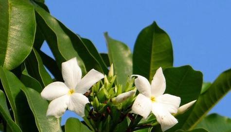 探究芒果的花期（了解芒果花期的时间和特点）