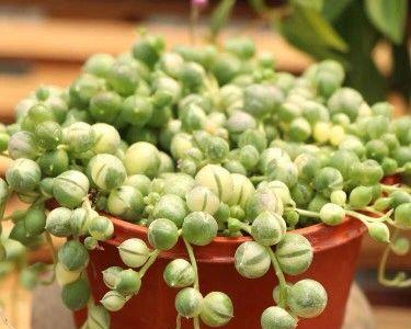 揭秘佛珠的真正原料——藤本植物的种子（探寻佛珠的诞生之谜，解析种子的特殊魅力）