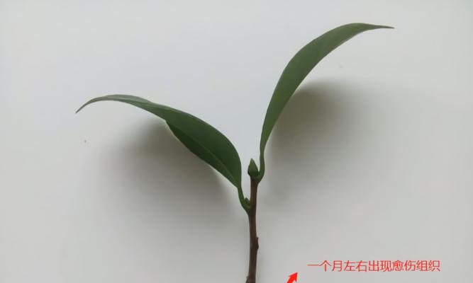 茶花扦插技巧剖析（在家也能轻松繁殖茶花扦插教程分享）
