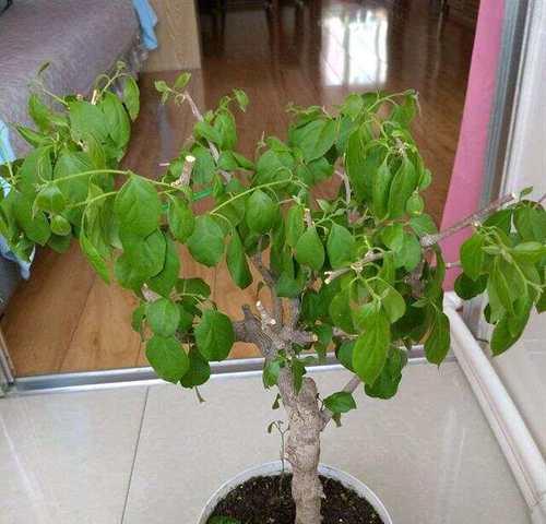 多菌灵可否用于五针松的浇灌？（探讨多菌灵对五针松的作用及使用注意事项）