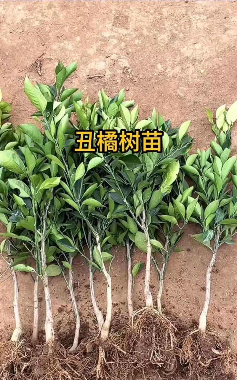 探秘芦柑的生长环境及生长地方条件（从土壤到气候，揭秘芦柑种植的秘密）