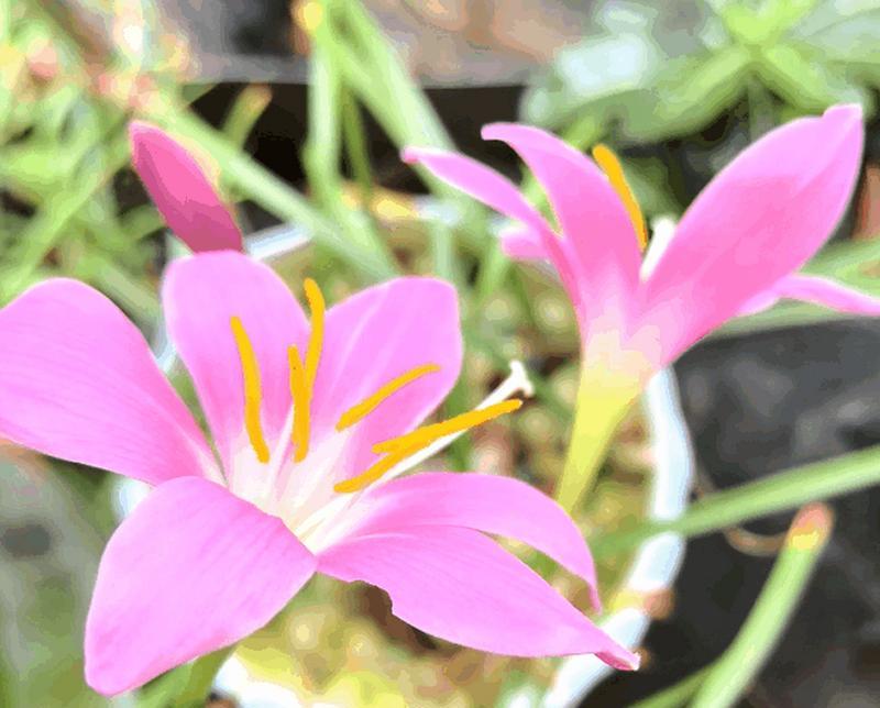 风雨兰开花时间及花期（探究风雨兰的花期及开花时间）