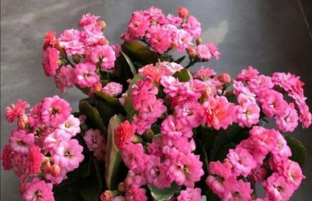 冬天有暖气适合养什么花？（选择适合冬季养护的室内花卉）