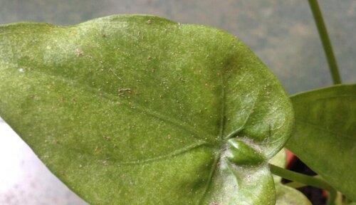 解决凤眼菩提长虫子的方法（快速有效的清除方法，让凤眼菩提恢复健康）