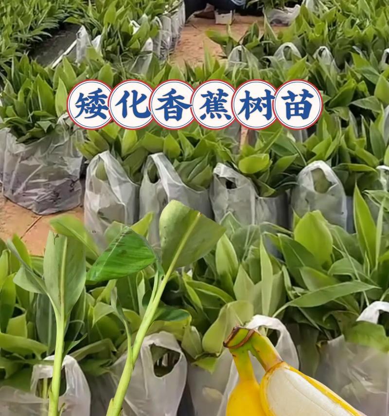 芭蕉养护全攻略（打造健康、茂盛的芭蕉植株）
