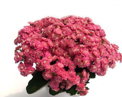 如何养长皇后花（轻松让你的皇后花长势喜人）